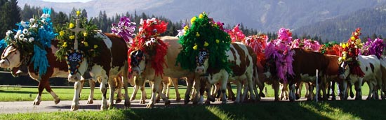 down driving the cattle for the winter